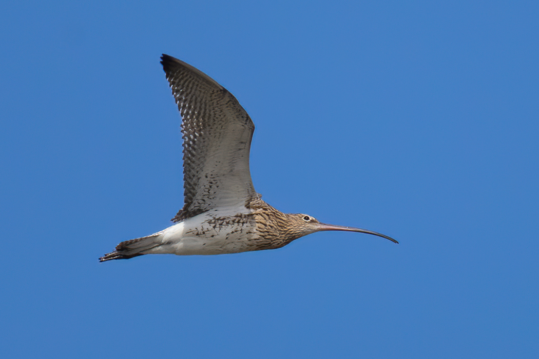 Eurasian Curlew