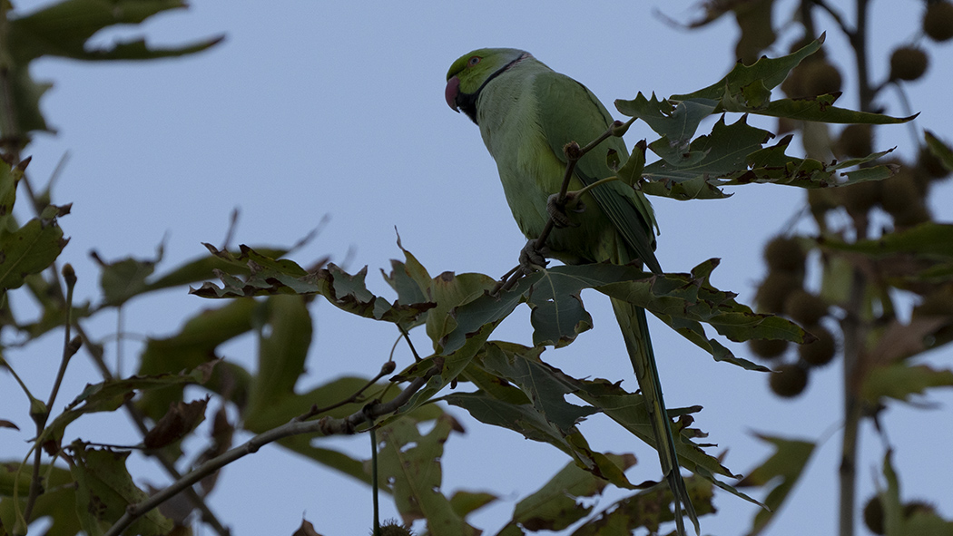 Rose-ringed Parakeet
