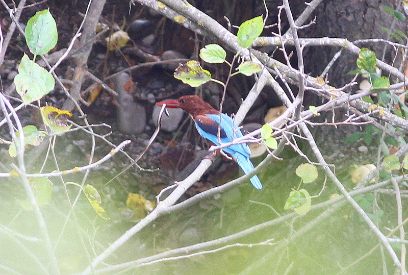 White-throated Kingfisher