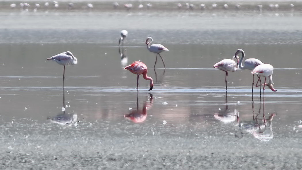 Lesser Flamingo