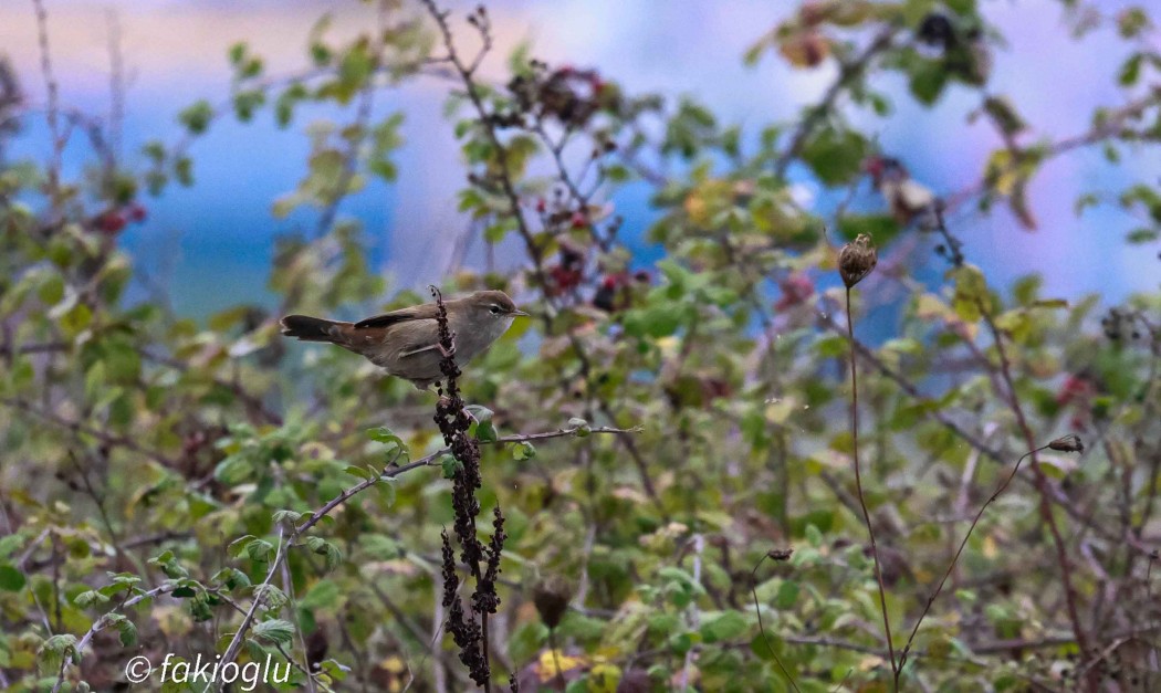Cetti`s Warbler