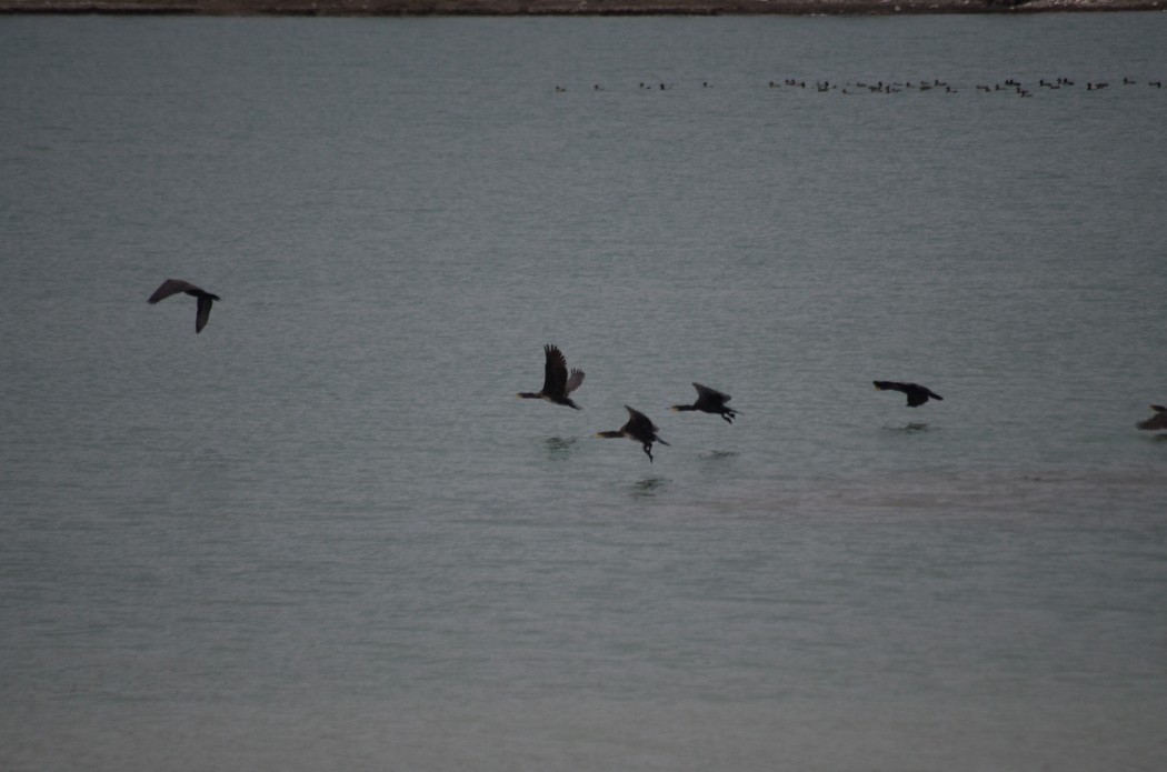 Great Cormorant