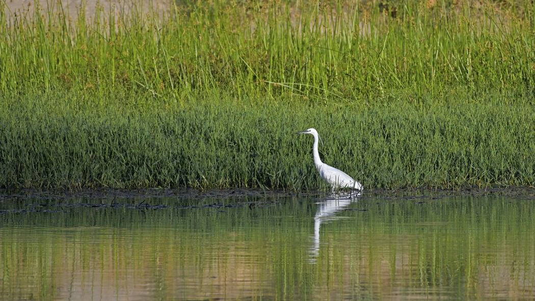 Little Egret