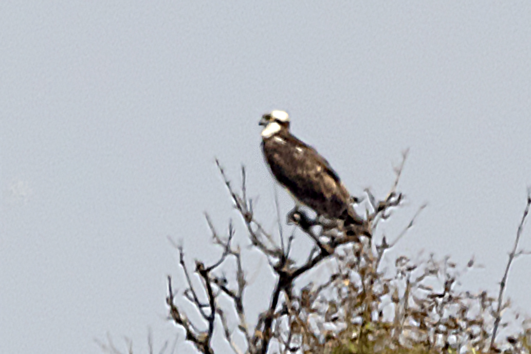 Osprey