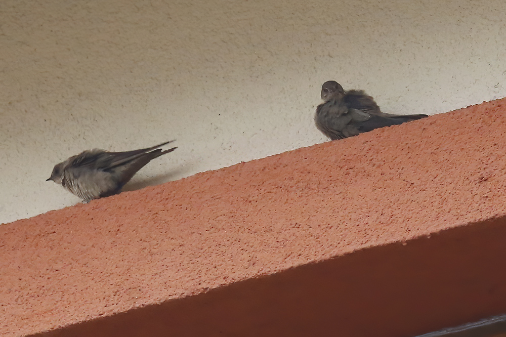Eurasian Crag Martin