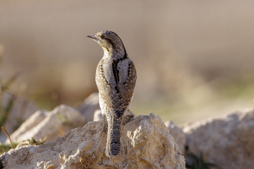 Eurasian Wryneck