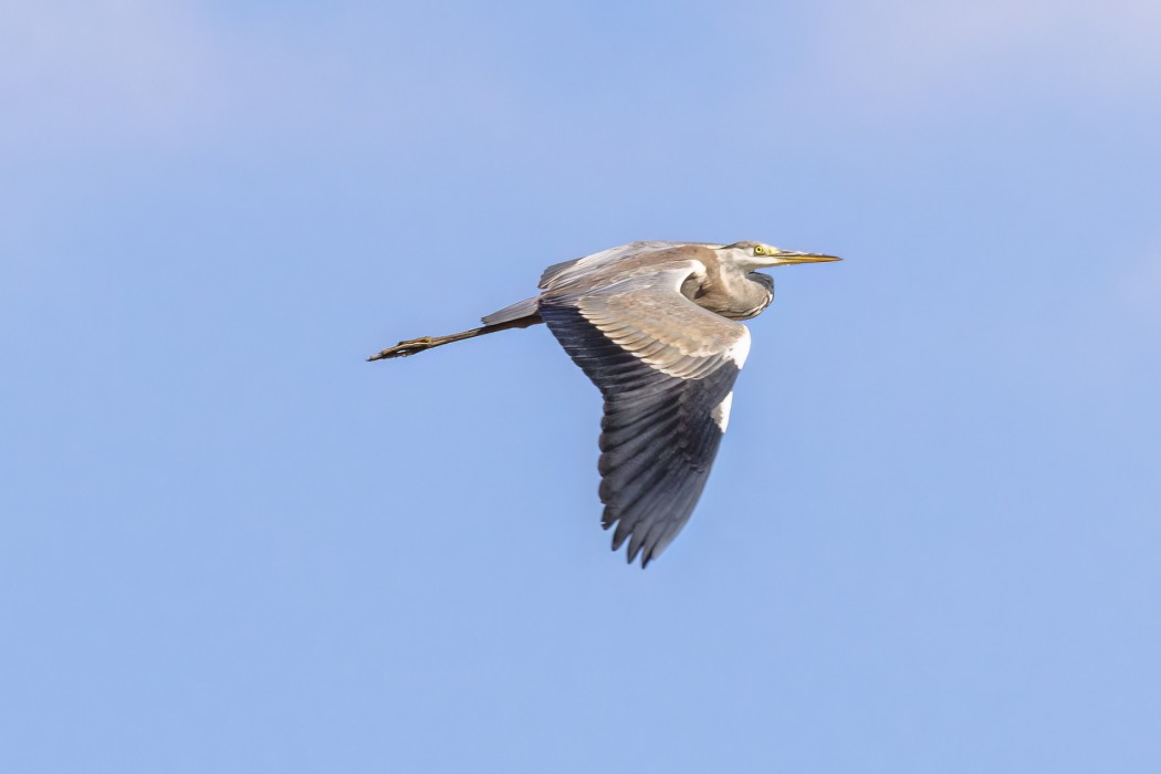 Grey Heron
