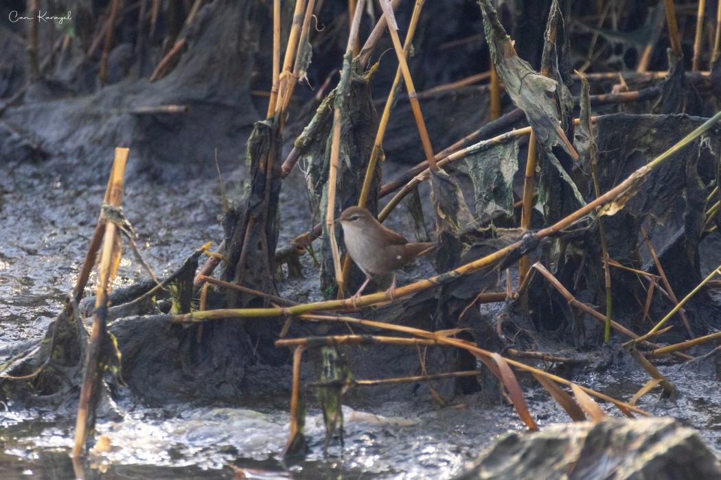 Cetti`s Warbler