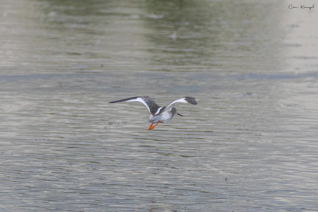 Common Redshank