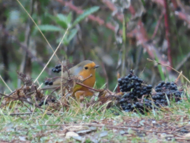 European Robin
