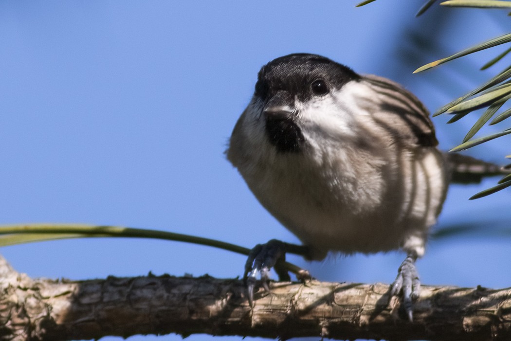 Marsh Tit