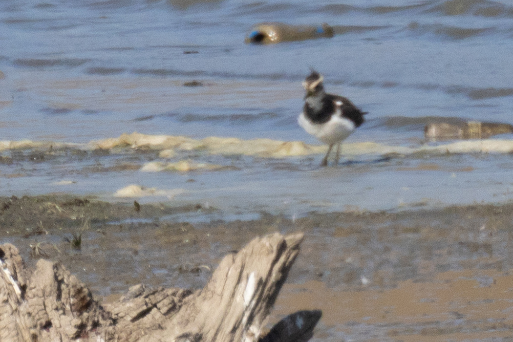 Northern Lapwing