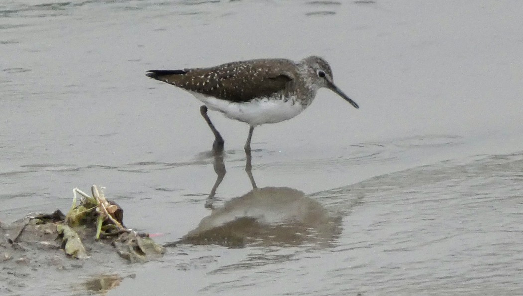 Green Sandpiper