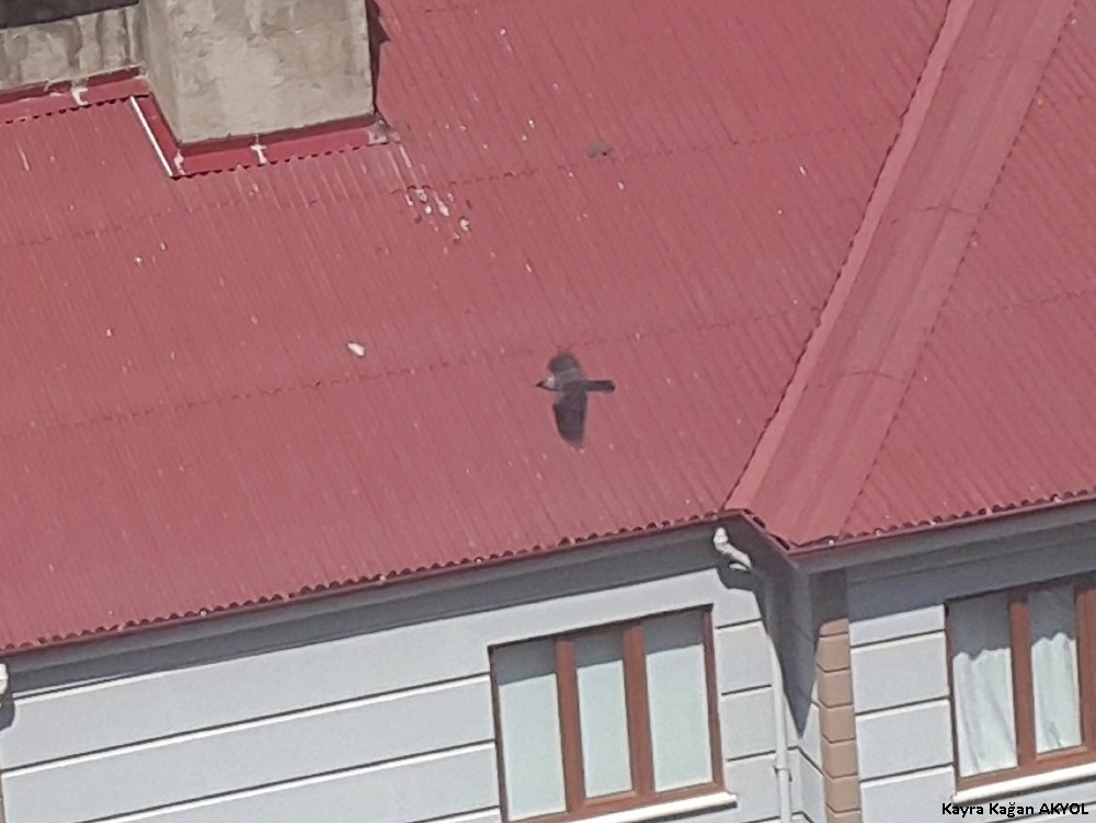 Western Jackdaw