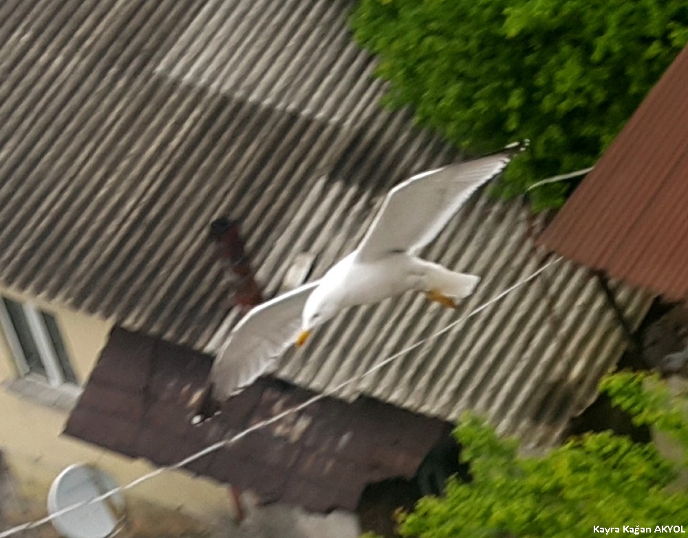 Yellow-legged Gull