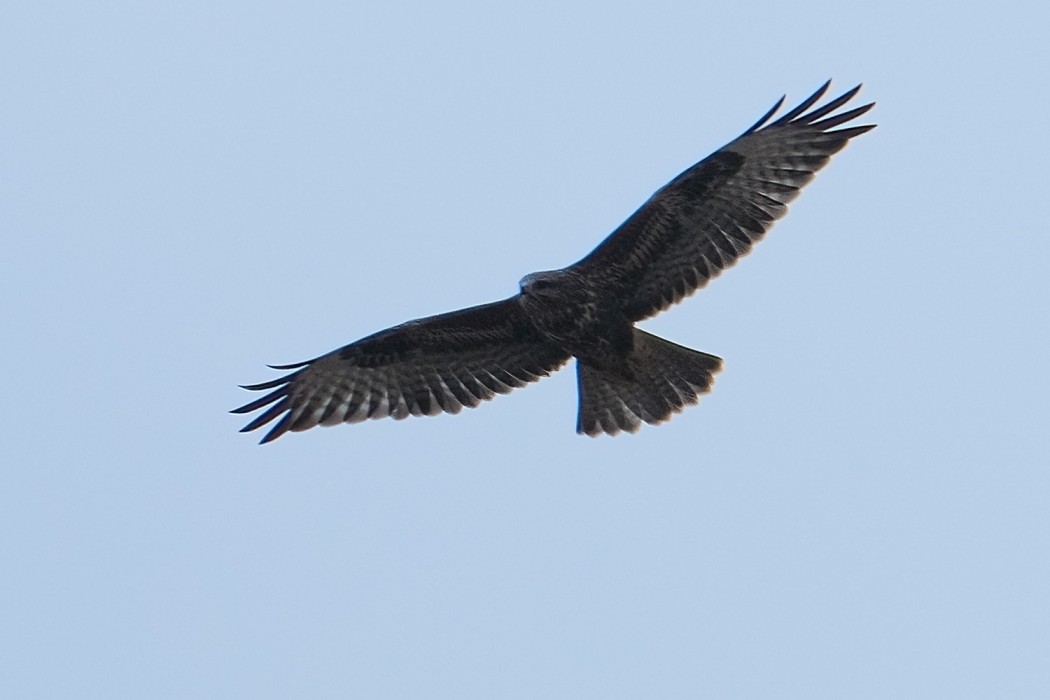 Common Buzzard