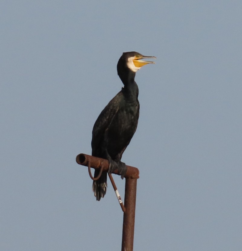 Great Cormorant