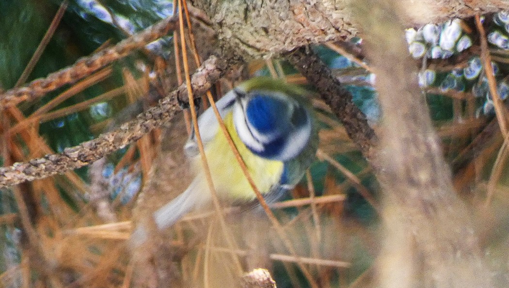 Eurasian Blue Tit