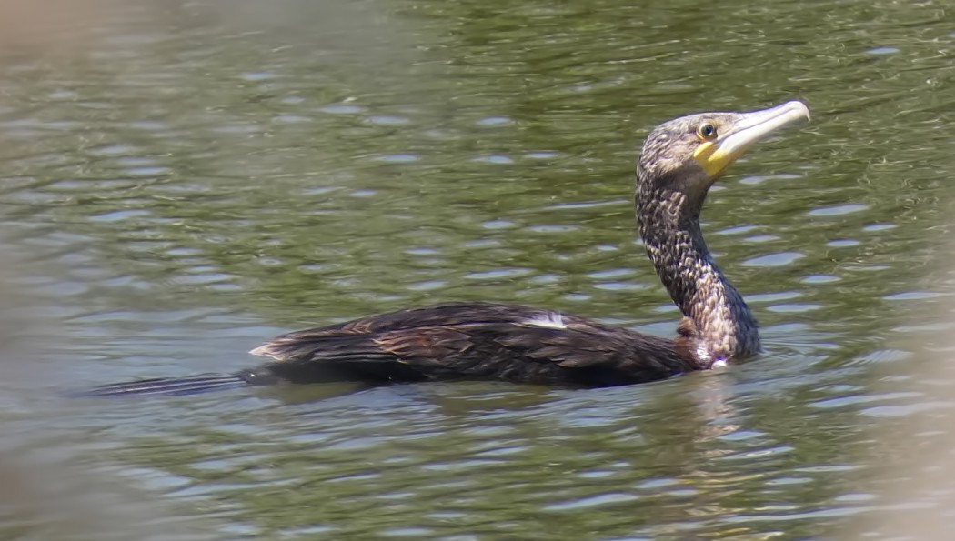 Great Cormorant