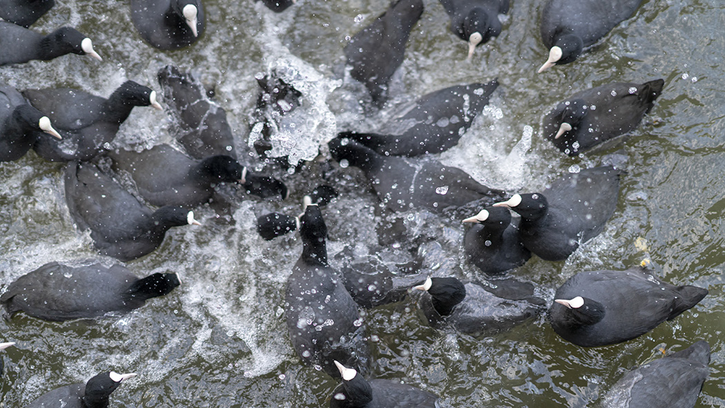 Eurasian Coot