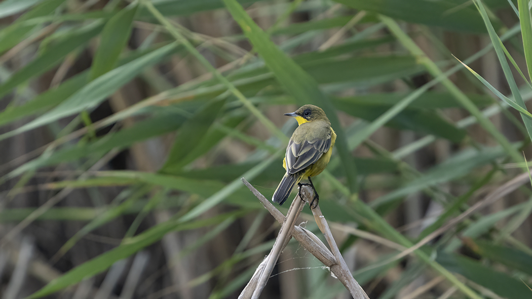 Western Yellow Wagtail