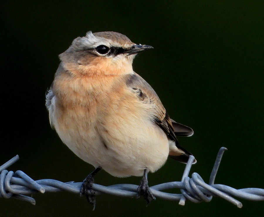 Northern Wheatear