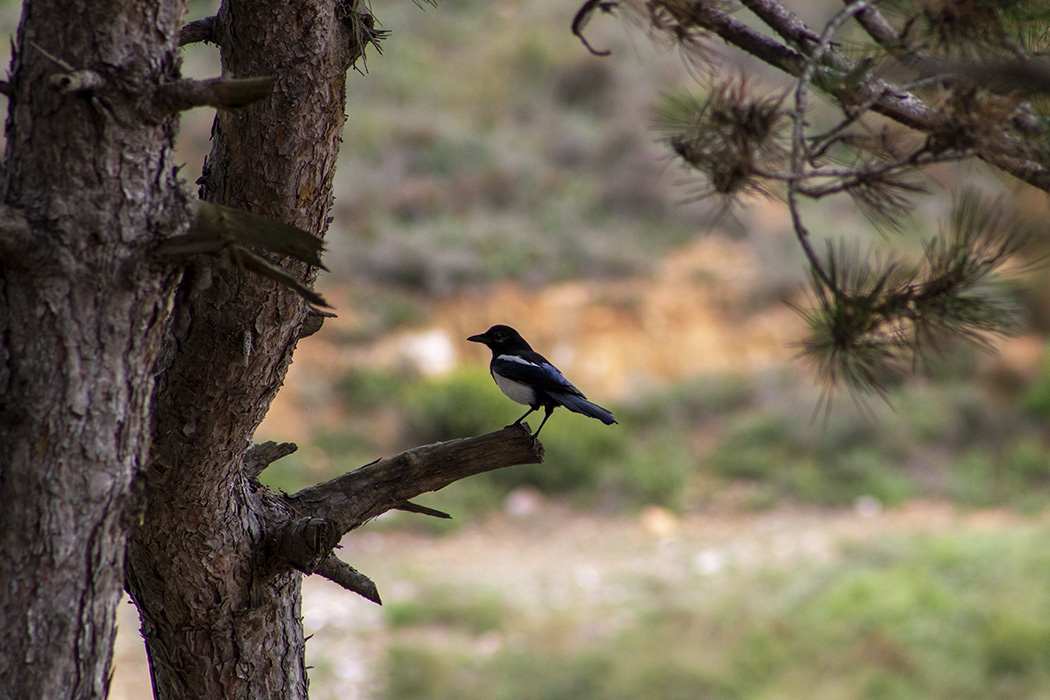 Eurasian Magpie