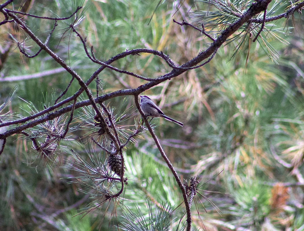 Long-tailed Tit