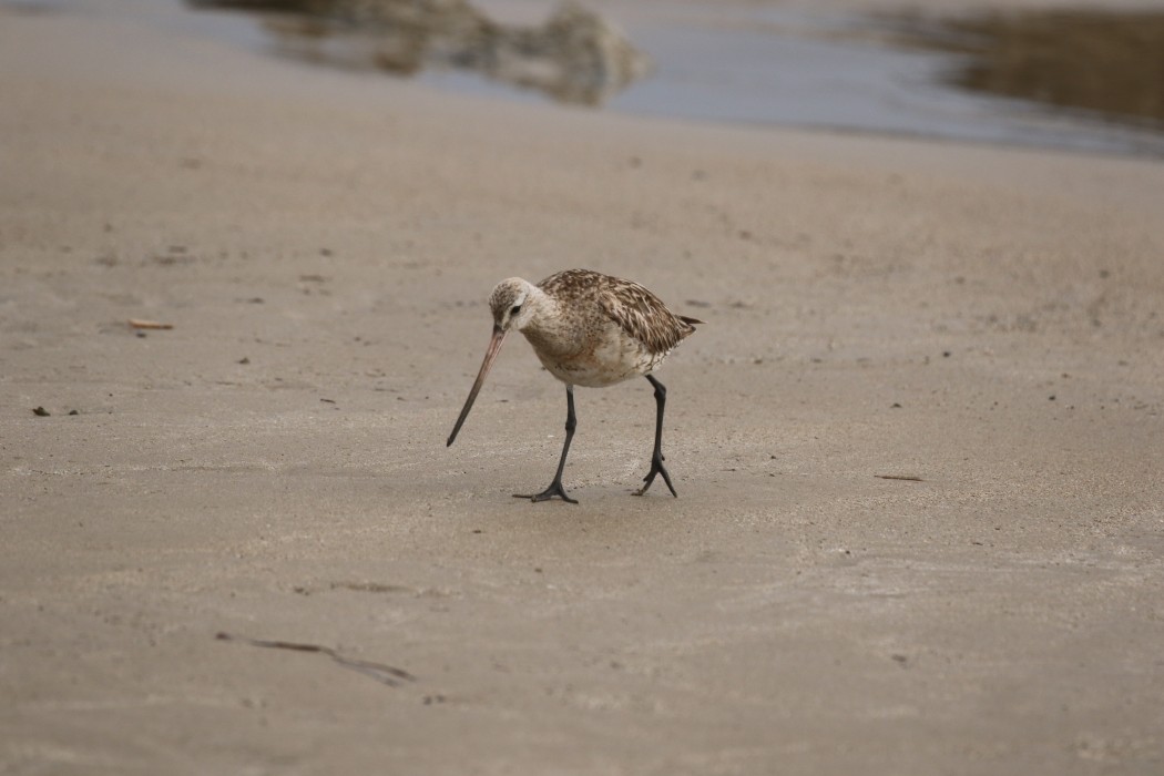 Bar-tailed Godwit