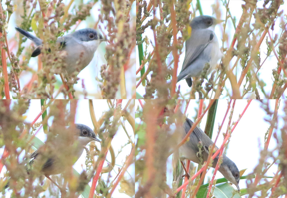 Menetries`s Warbler