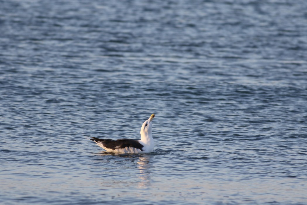 Great Black-backed Gull