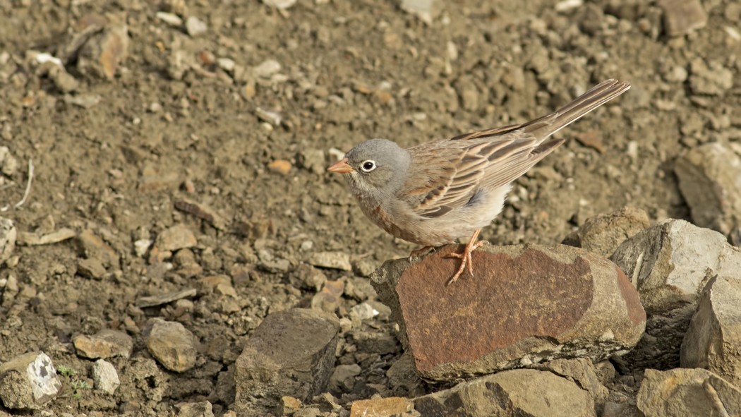 Grey-necked Bunting