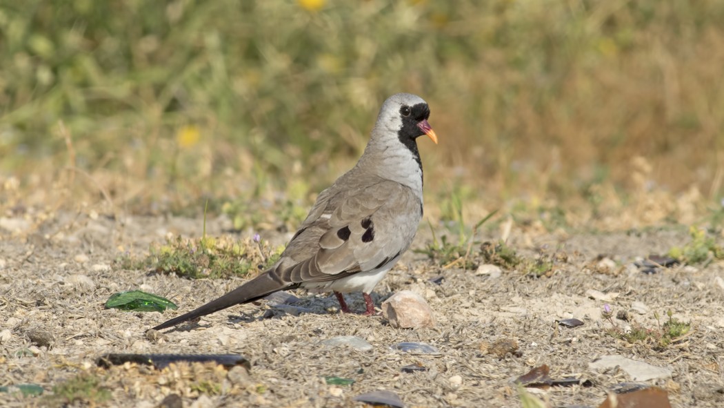 Namaqua Dove