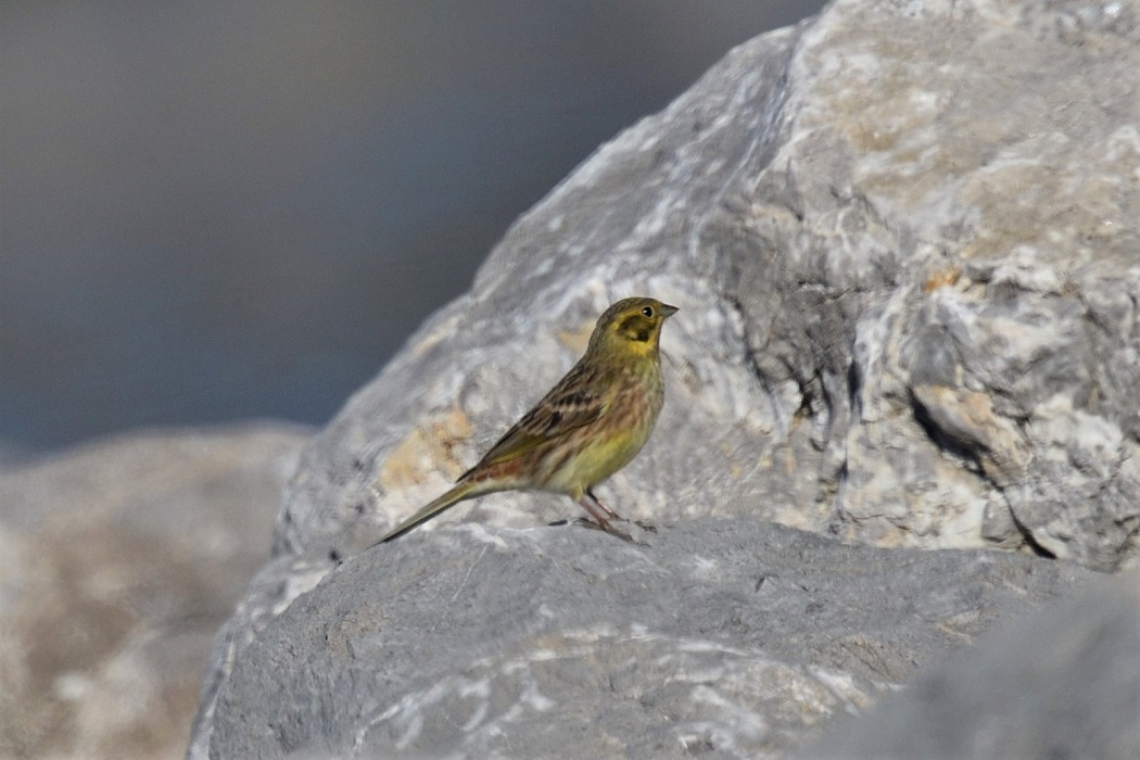 Yellowhammer