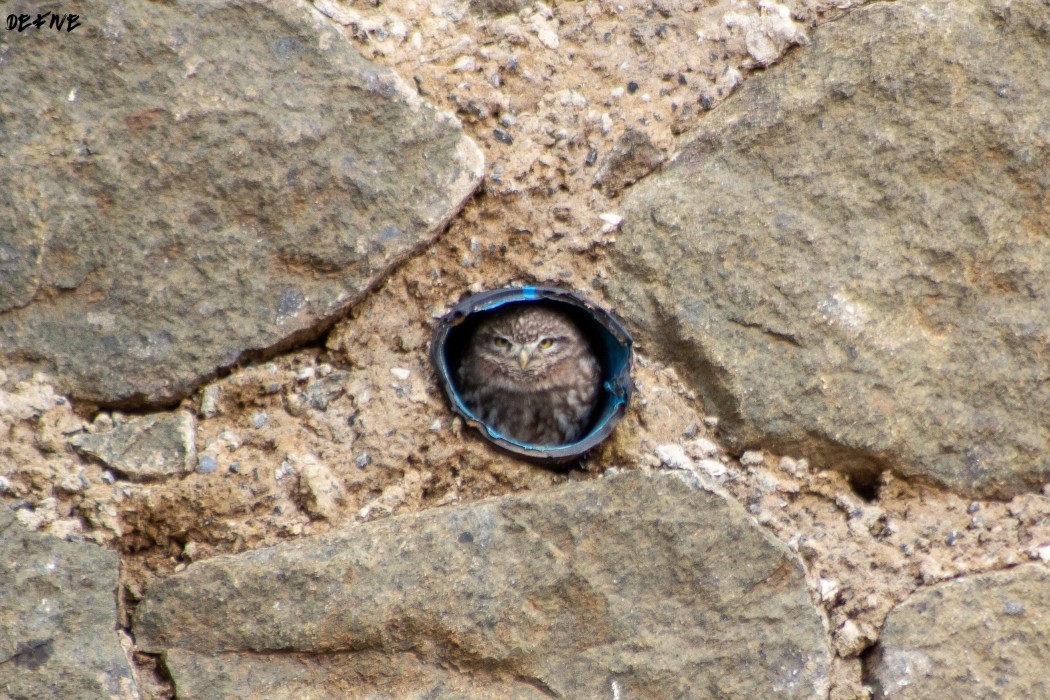 Little Owl