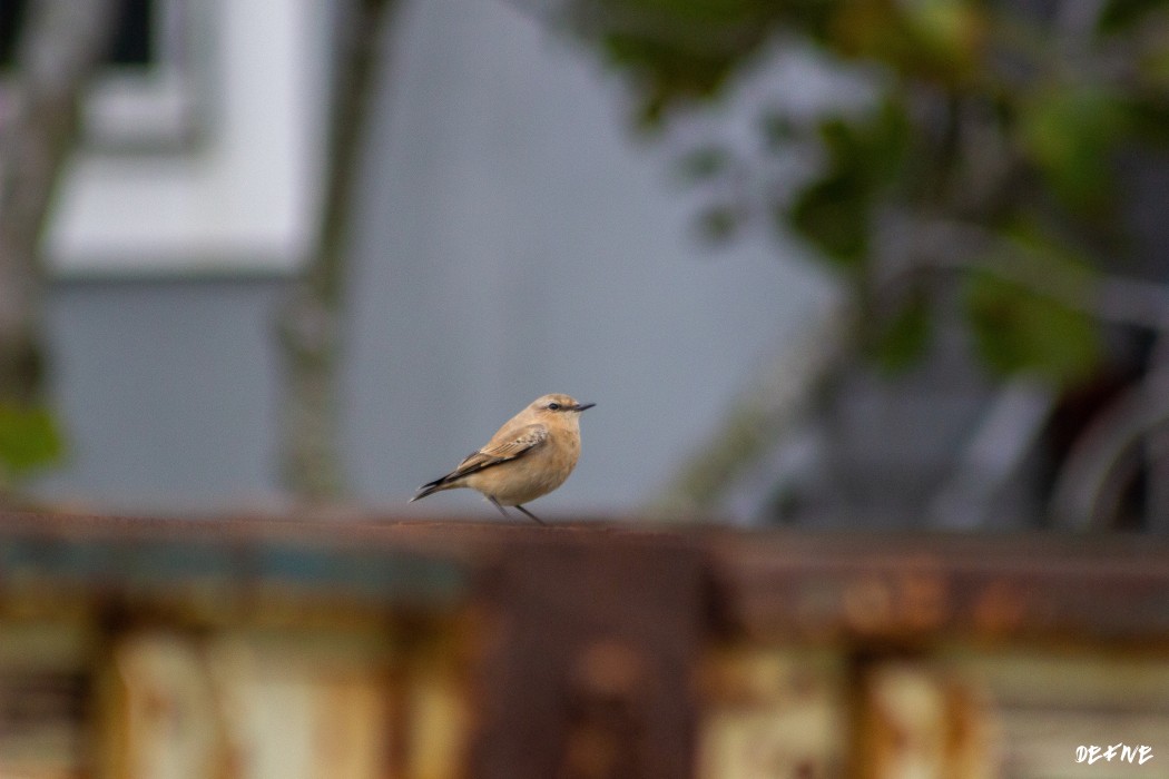 Northern Wheatear