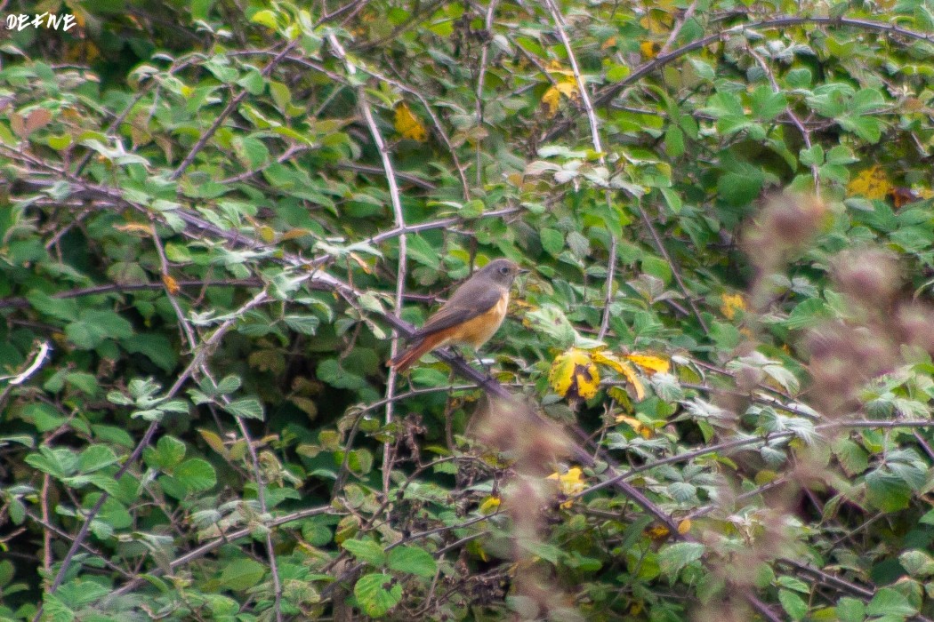 Common Redstart