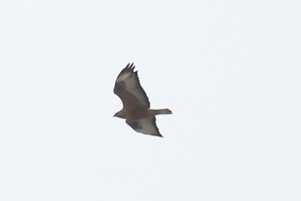 Long-legged Buzzard