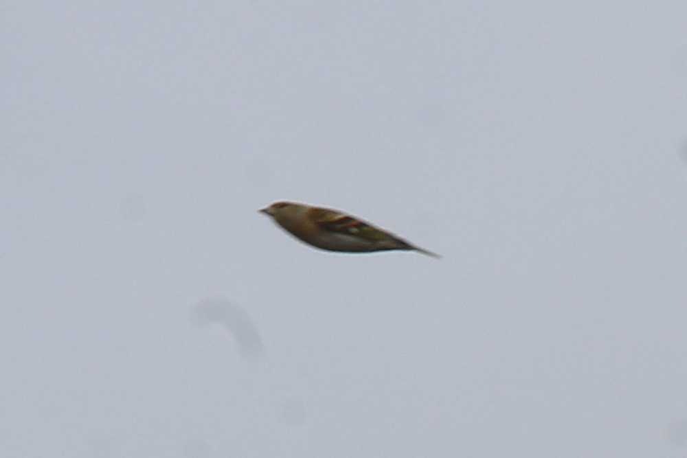 Brambling