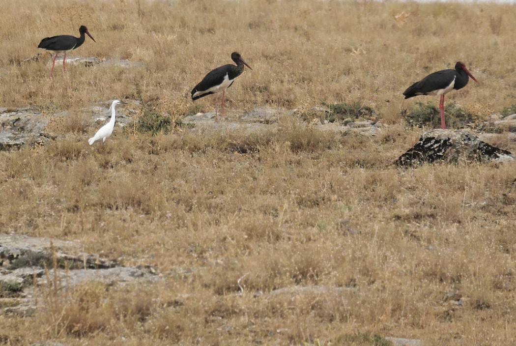 Black Stork