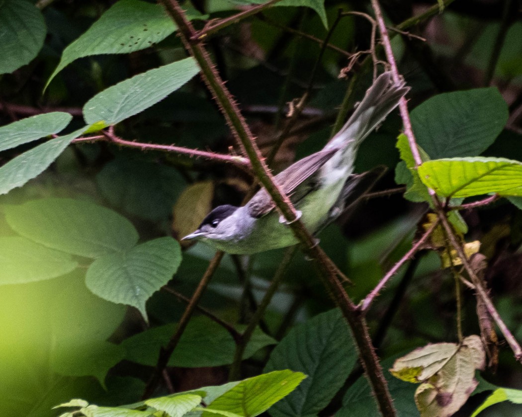 Eurasian Blackcap