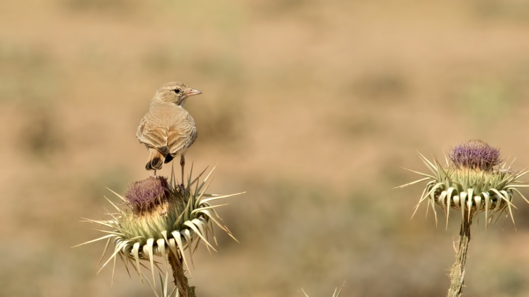 Bar-tailed Lark