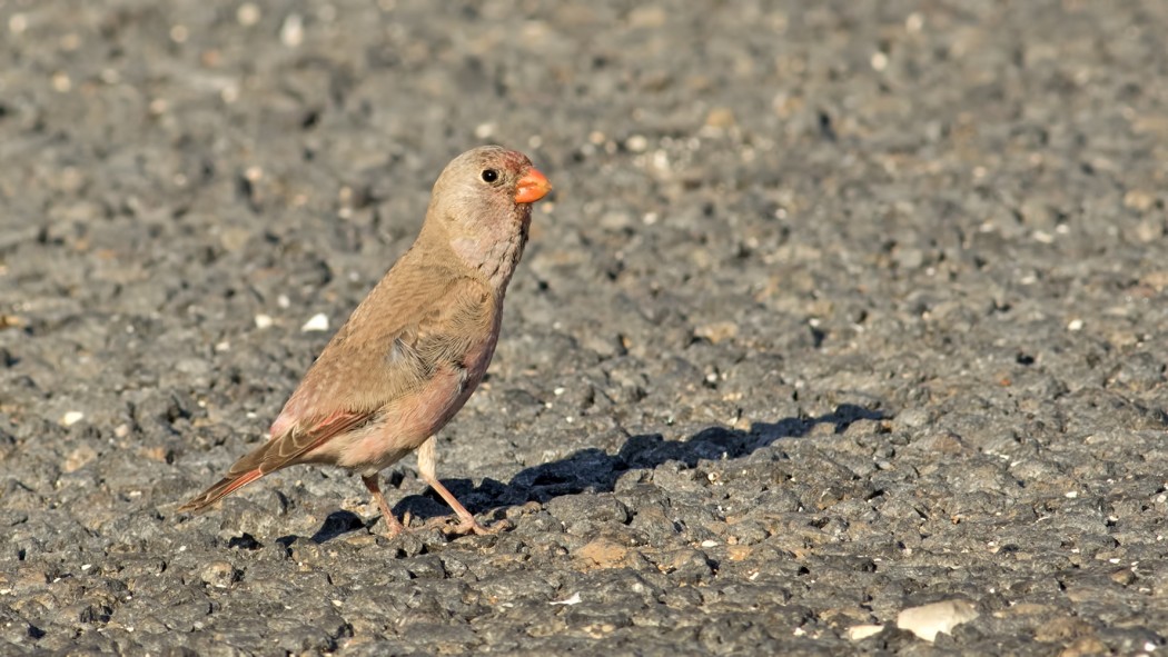 Trumpeter Finch