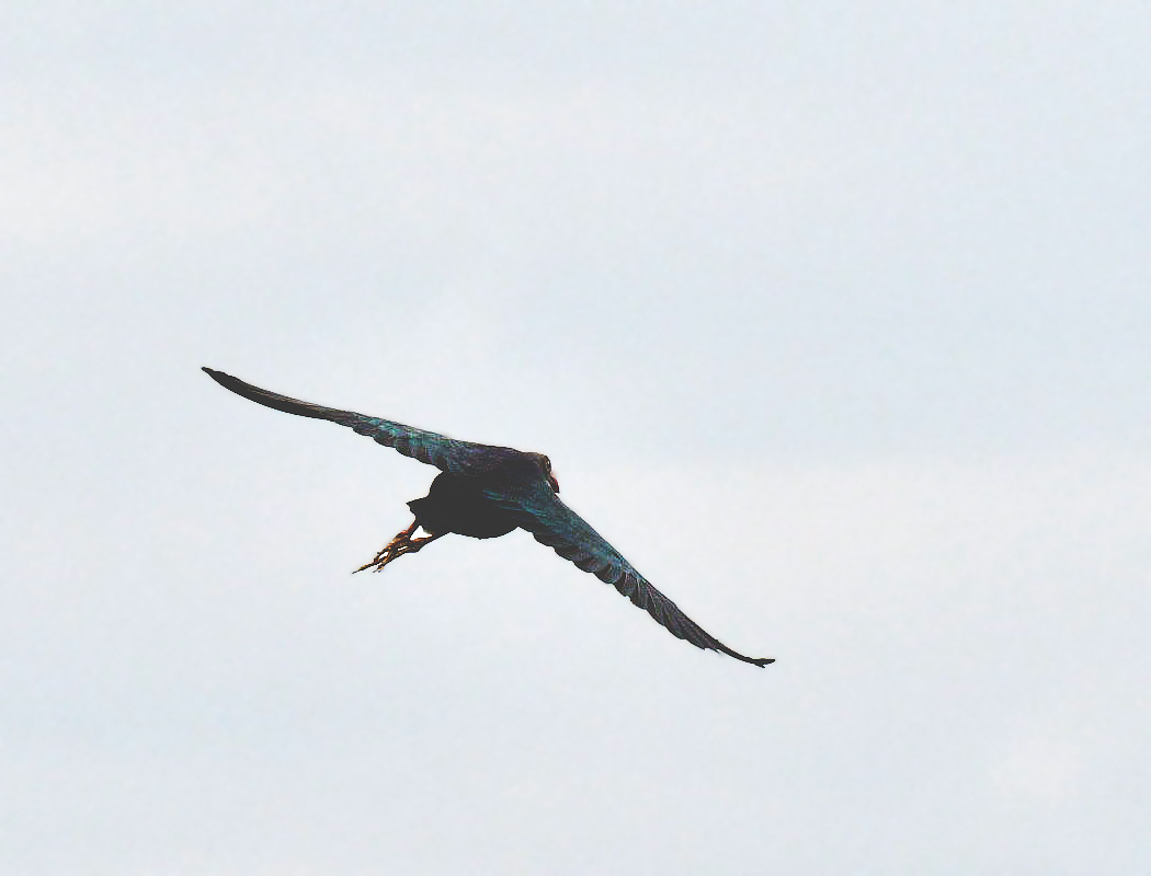 Grey-headed Swamphen