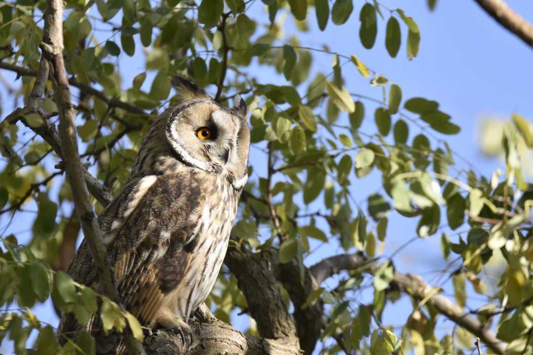 Long-eared Owl