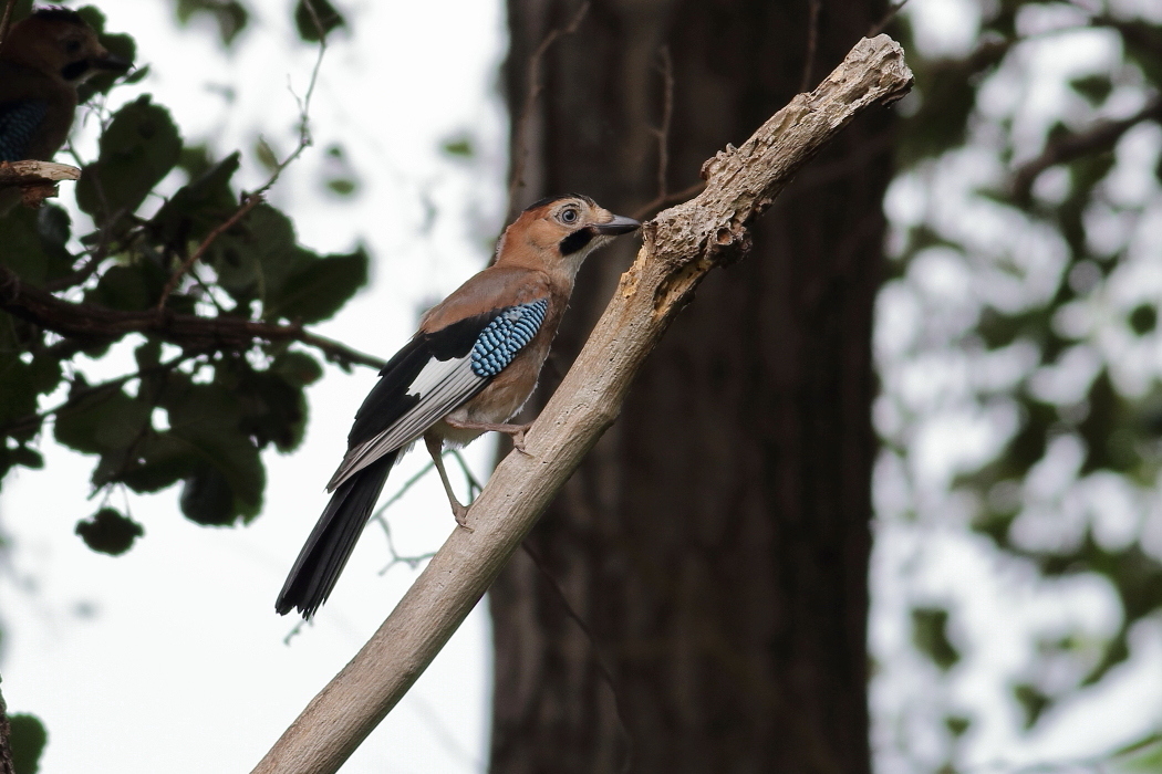 Eurasian Jay