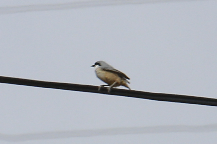 Western Rock Nuthatch