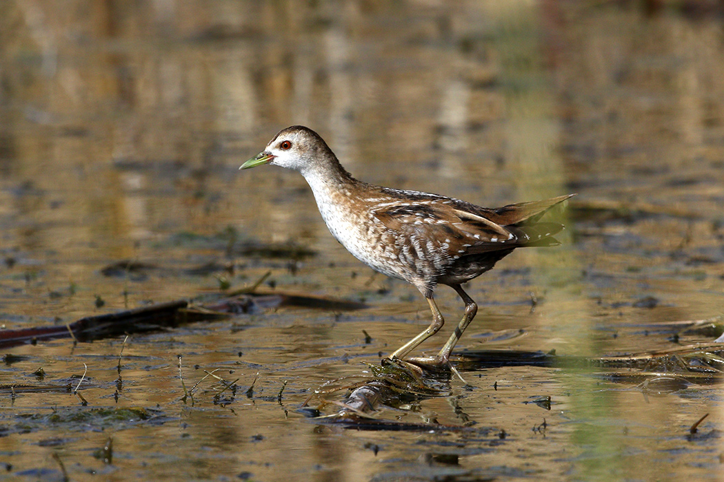 Little Crake