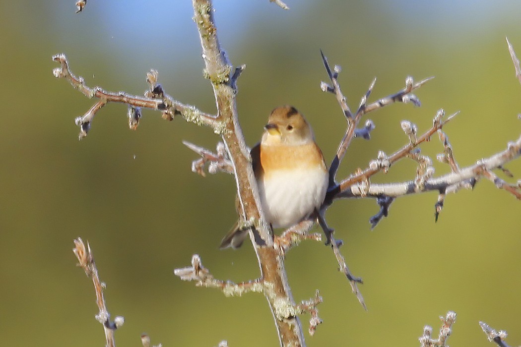 Brambling