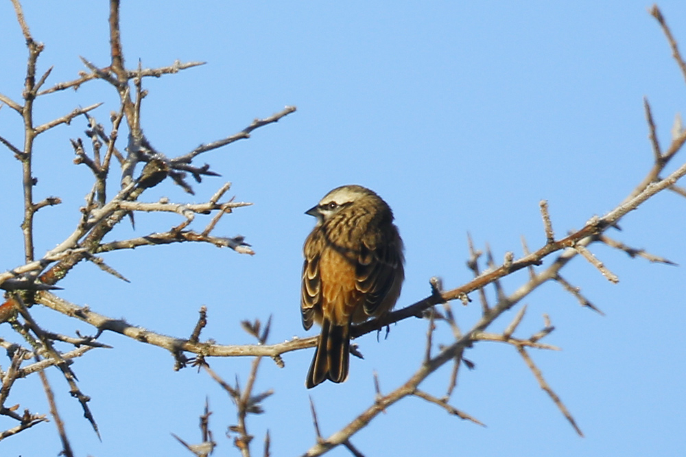 Rock Bunting